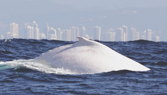 一条白色座头鲸出现在澳大利亚东海岸,你能看