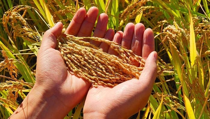 世界粮食日,,食品安全,,农药