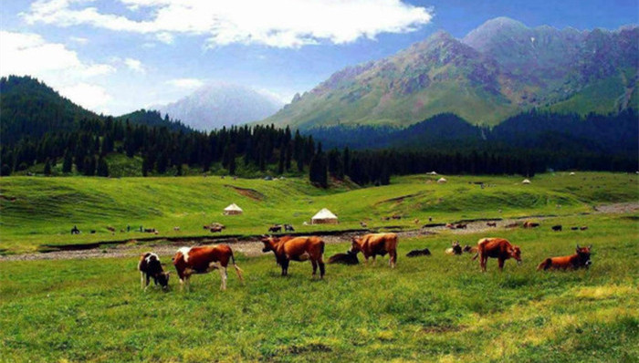 澳大利亚,浙江,牧场,中国,投资