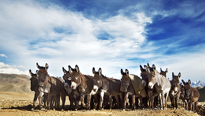 东阿阿胶已陆续涨价逾16次,东阿阿胶再次上调产品价格