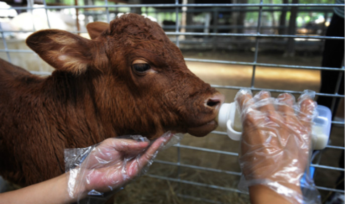 克隆,工厂,天津,牛肉