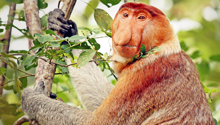 丙申猴年,不妨就追着猴儿的足迹玩遍亚洲!