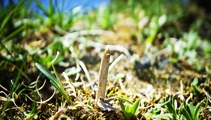 极草
