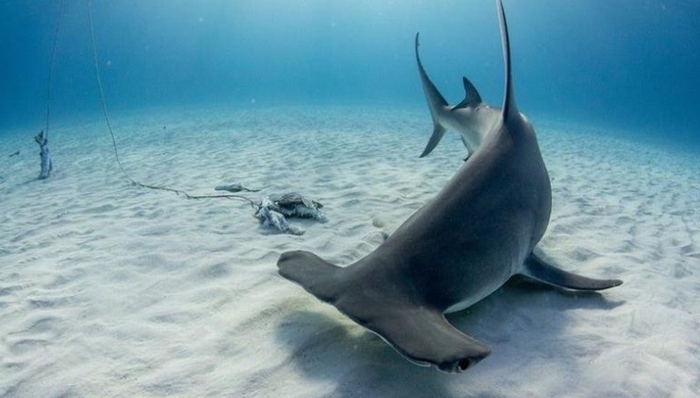 三亚码头,贱卖,濒危,锤头鲨