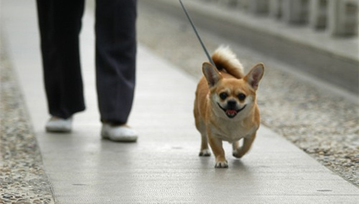周口王娜娜,冒名顶替上大学,大学生掏鸟,广州,公车,青岛,养狗,悬空寺