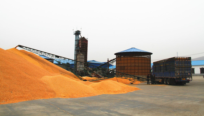 玉米,收购,投毒