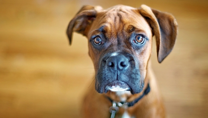 动物,兴趣,小众,事实