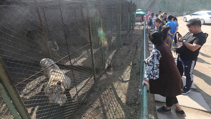 八达岭,野生动物园,老虎