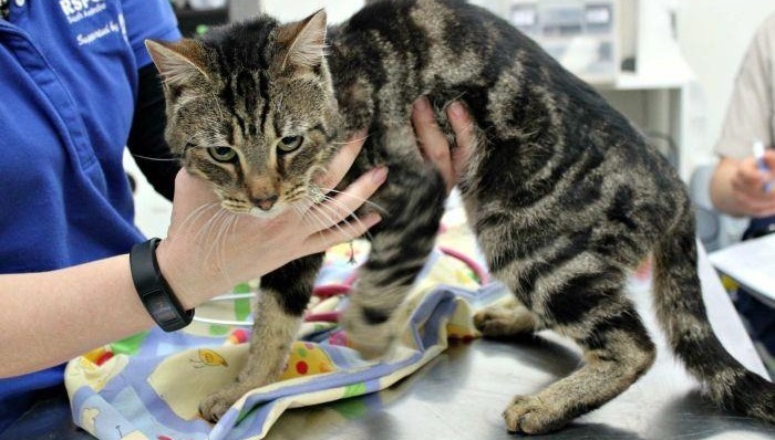 动物保护,天下故事