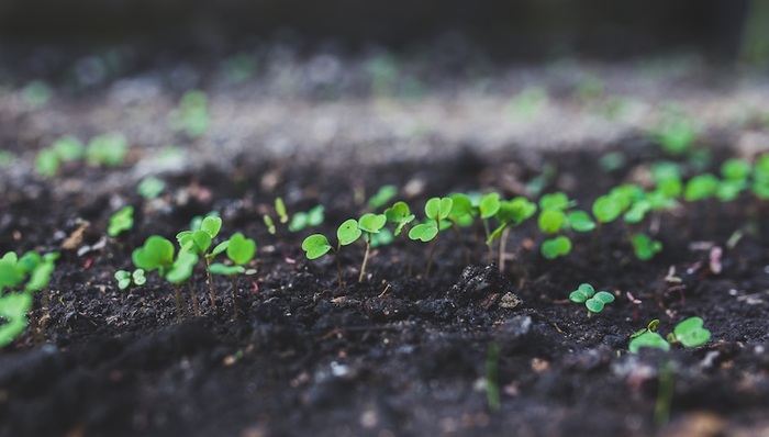 黑土地,央企,污染,维权,王恩林,齐齐哈尔