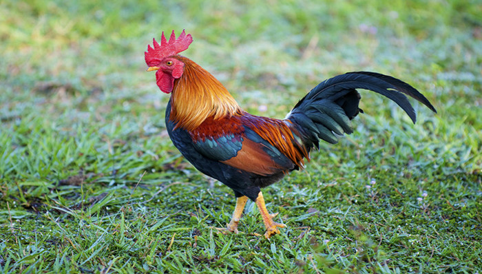 农业部,禽流感,重大动物疫病防控