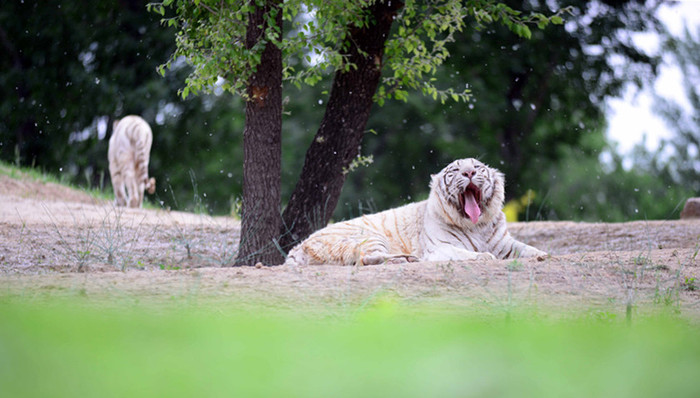 北京野生动物园,自驾区,国保队长,警务秘密,单独二孩,计生局,增值税,拆迁
