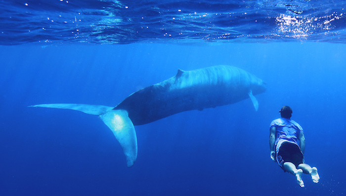 俄罗斯,蓝鲸游戏,青少年,自杀