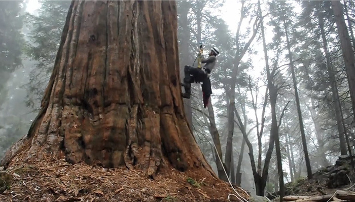 厦门大学,体育选修课,攀树课,爬树,户外运动,创新,趣闻分享,箭厂