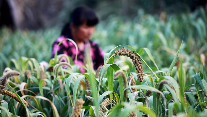 直播,魏宝玉,岭头村,微商,手机拍摄,红人,播种,岭头,贫困户,粪肥