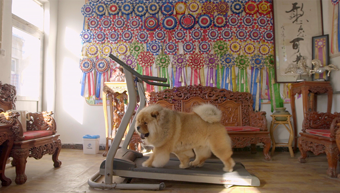 宠物狗,北京,松狮皇后,消费升级,精子银行,宠物殡葬