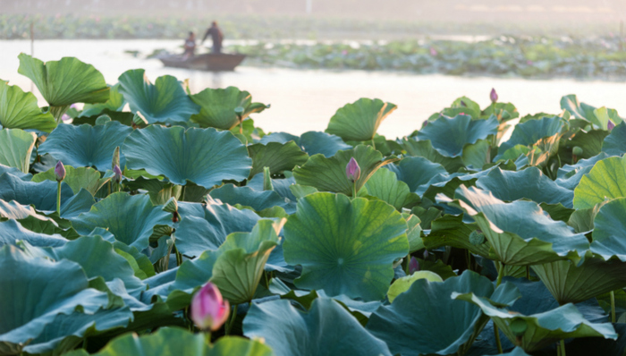 入淀读荷——白洋淀