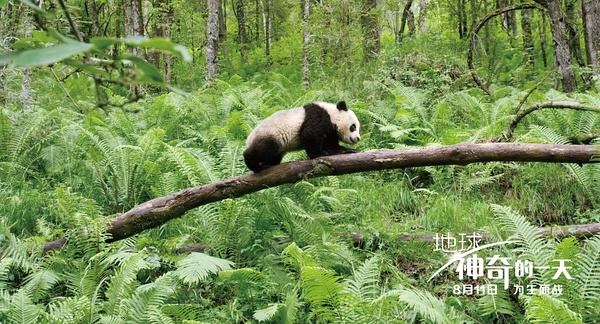 影讯 | 中英首部合拍片《地球:神奇的一天》8.11公映 冯小刚新作《芳华》发新海报定档9.30