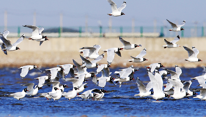 波音,NASA,航空瞭望