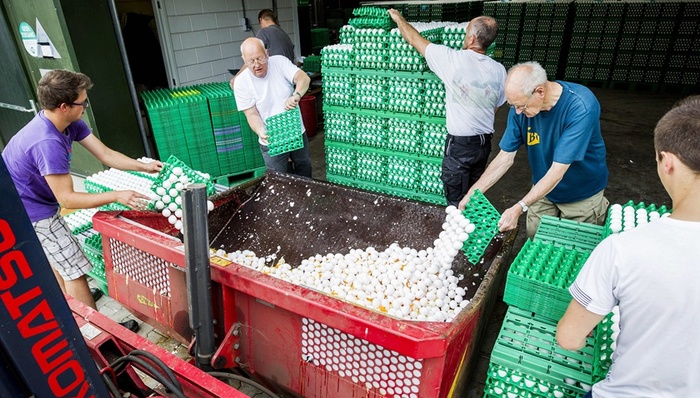 毒鸡蛋,丹麦,荷兰,欧洲