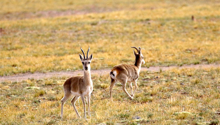 可可西里,申遗,成功