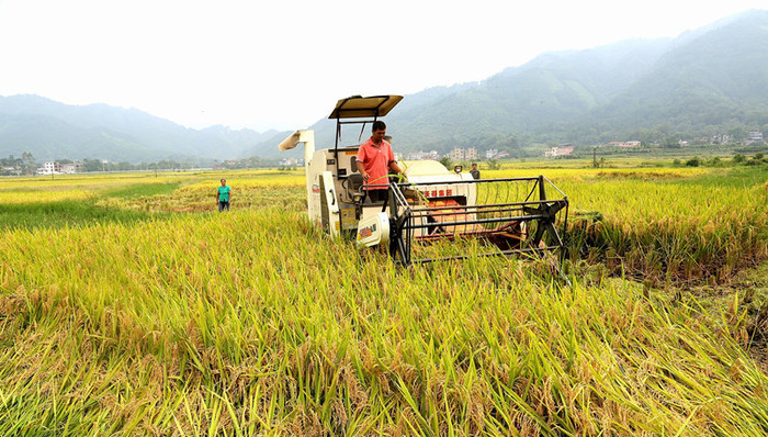 权力滥用,,窝案,,贪腐,,村干部