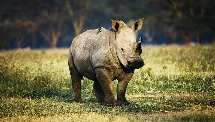 打击犀牛盗猎,肯定,中国