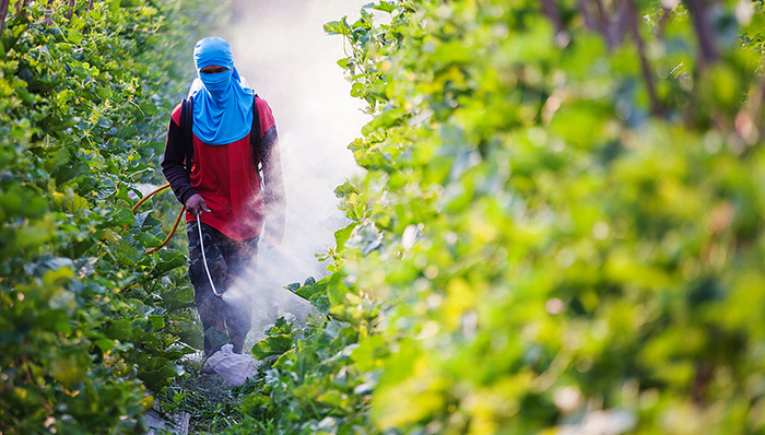 草甘膦,安全证书,遗传毒性,致癌性,美国环保署,国际癌症,农药,职业暴露,点击查看,除草剂