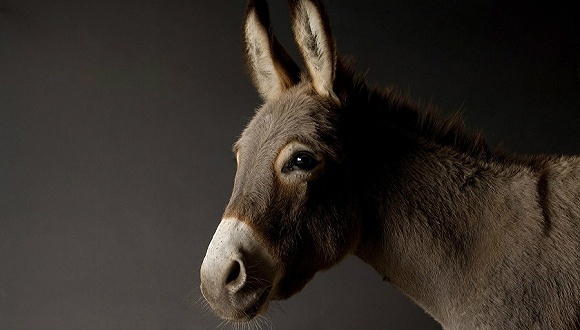 东阿阿胶,驴皮产业,阿胶