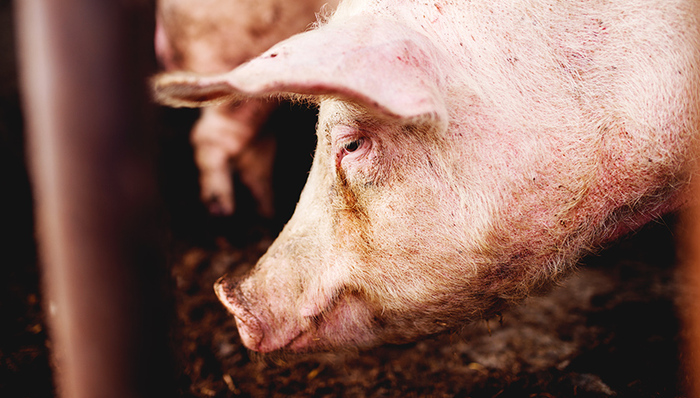 生猪,生猪价格,累计跌幅,跌跌,跌至,养殖户,猪肉价格,外调,补栏,产能