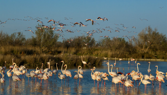 生态环境部,生物多样性,野生大熊猫