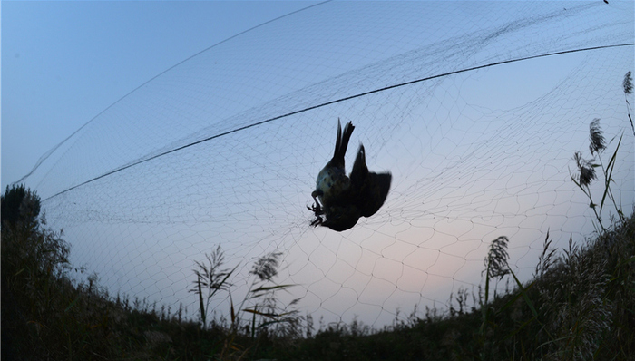 国家林草局,天津市林业局,鸟类