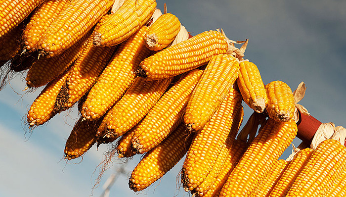 1983年,高产县,1980年,半城郊型,大包干,老书记,塔元庄村,rsquo,lsquo,组织部长