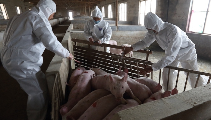 四川,非洲猪瘟,疫情,发病,死亡