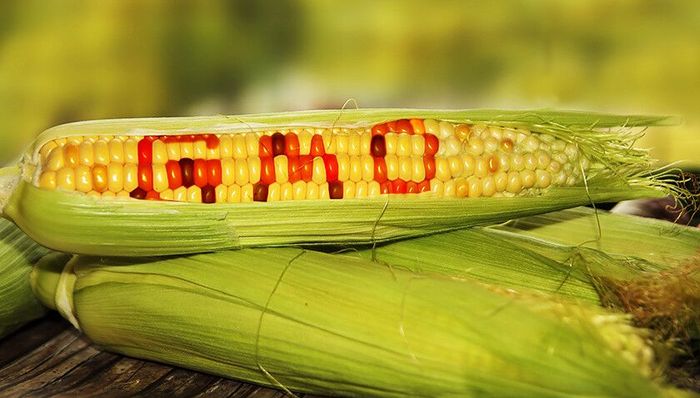 转基因食品,高油酸,有机食品企业,美国农业部,标识制度,美国食品,美国政府,转基因成分,科技日报,生