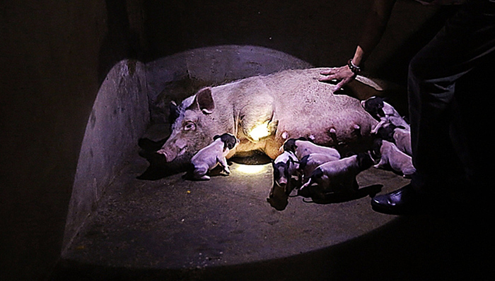 申联生物,科创板,IPO