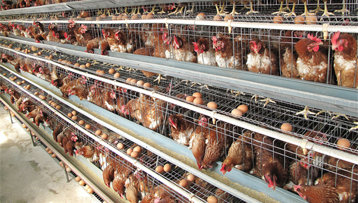 益生股份,问询函,曹积生,鸡