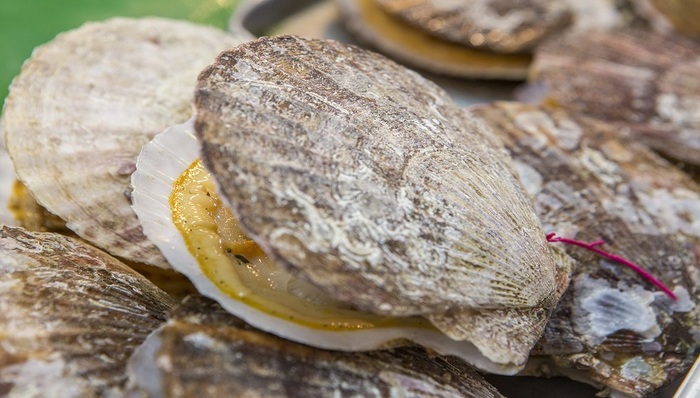 獐子岛,扇贝,证监会,财务作假