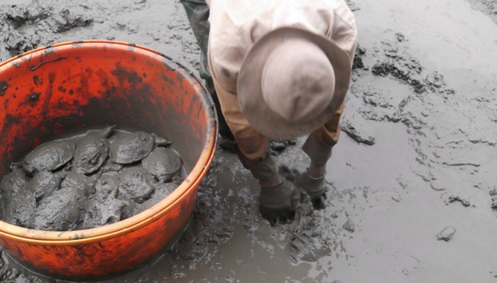 禁野升级下的甲鱼养殖户:村里的池塘变成一潭死水