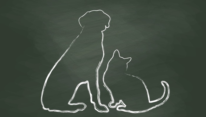 中国科学家发现:猫对新冠病毒高度易感