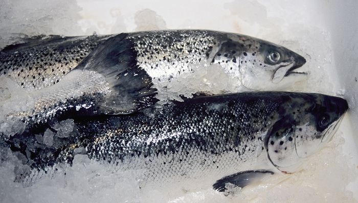 切割进口三文鱼的案板中检测到新冠病毒,意味着新冠病毒能感染三文鱼?