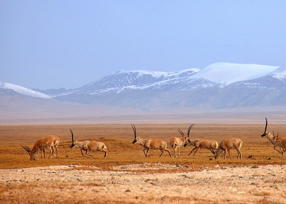 地方新闻精选 | 青海可可西里发现失联女大学生遗骸 湖北男子散布谣言称“武汉又有新型病毒”,目前已被行政拘留