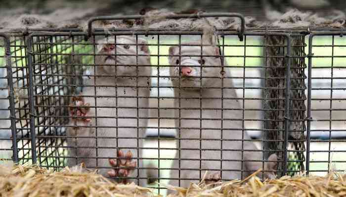 动物福利,立法,欧洲政治,新冠肺炎