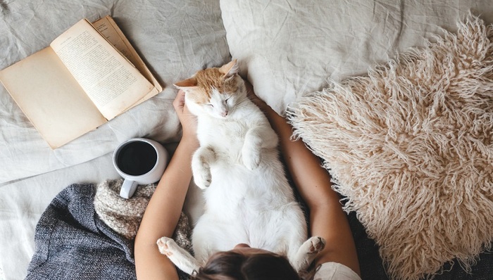 猫咖,行业观察