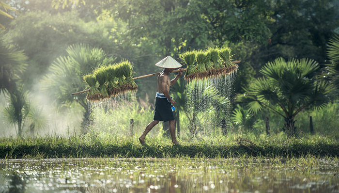 短視頻,抖音,快手,網(wǎng)紅,農(nóng)村電商,李子柒,張同學(xué)