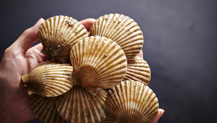 獐子島,炒作,湯加,A股,投資