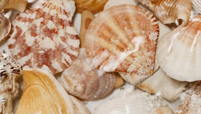 炒作,漲停,獐子島,扇貝產(chǎn)量,預(yù)制菜