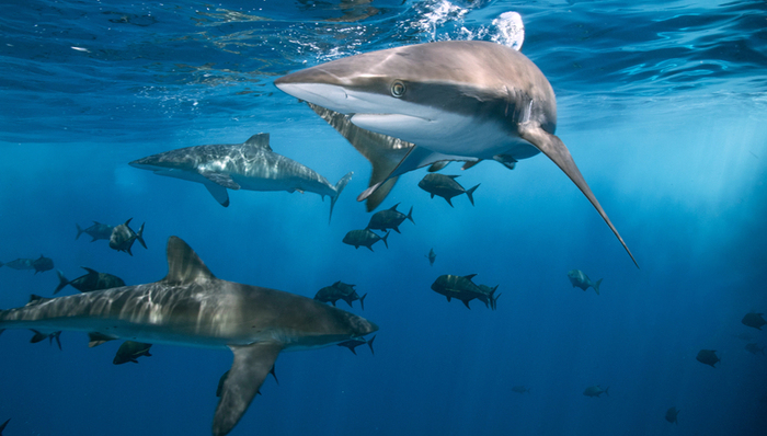 保健品,中國市場,消費趨勢,湯臣倍健,業(yè)績