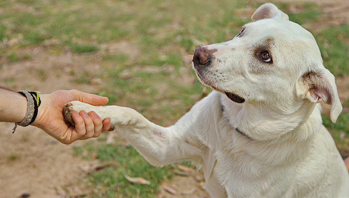 寵物經(jīng)濟(jì),中國市場,寵物馴導(dǎo)師