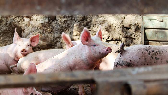 豬肉價(jià)格,豬周期,業(yè)績預(yù)期